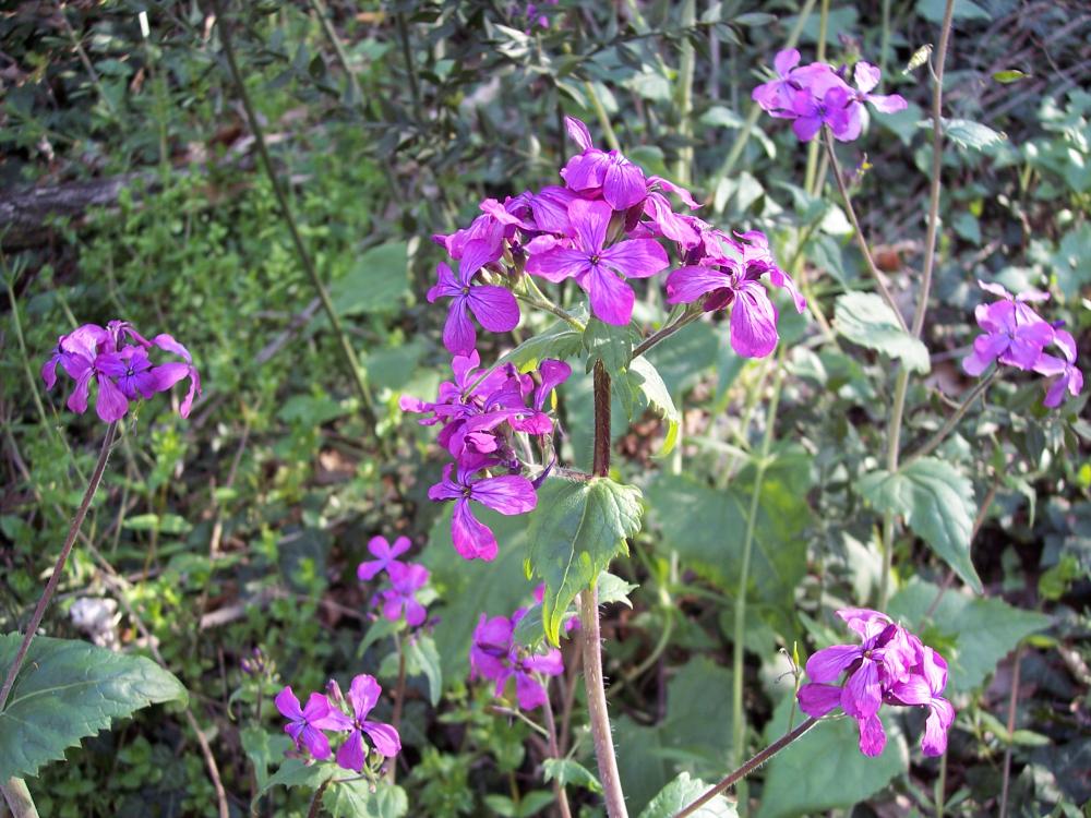 Escursione sul M.te Barro  del 5/4/2008